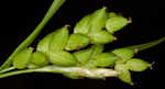 Thinfruit sedge